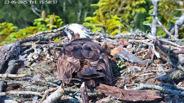 A close-up of an osprey sitting in its nest made of sticks and twigs, with a lush green forest in the background. The bird has white head with dark markings around its eyes, and brown and white feathers covering its body. The image is timestamped "23-05-2025 Fri 15:58:17" in the top left corner.