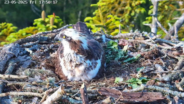 A young osprey chick with brown and white feathers sits in its nest made of sticks, leaves, and moss, surrounded by green foliage and trees in the background. The scene is illuminated by natural light, and the timestamp at the top indicates the date and time as May 23, 2025, 17:58:17.