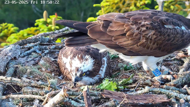 A pair of hawks are perched on a nest made of twigs and moss. One hawk, with white head and yellow eyes, is lying low and looking forward, while the other is standing next to it with a blue identification band on its leg. The background shows green foliage, and there is a timestamp at the top left corner reading "23-05-2025 Fri 18:58:22."