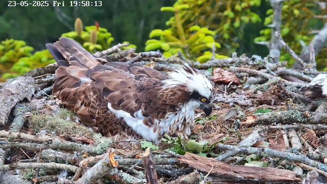 A bird of prey, likely an osprey, is resting on its nest made of sticks and moss. The bird has brown and white feathers with a distinctive white crest on its head and bright yellow eyes. The nest is situated among green foliage and twigs. The timestamp at the top left shows "23-05-2025 Fri 19:58:13."