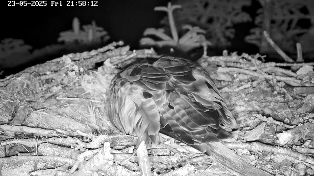 A bird is sitting in its nest made of sticks and twigs, with its head tucked under its wing. The image is in black and white and appears to be taken at night. The nest is situated among branches and leaves, with a timestamp shown at the top left corner.