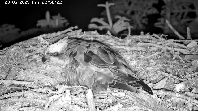 A close-up view of an osprey sitting on its nest made of sticks and twigs. The bird is facing left, with its head slightly turned, showing its sharp beak and distinctive white head with a dark eye stripe. The nest is situated among branches and leaves, with a dark background. The timestamp at the top of the image indicates the date and time as May 23, 2025, at 10:58 PM.