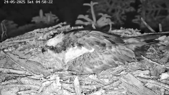 A black and white image of an osprey sitting in its nest made of sticks and small branches. The bird is resting with its head turned to the side, showing its distinctive white head with a dark eye stripe. The background features foliage and branches, with a timestamp showing "24-05-2025 Sat 04:58:22" at the top left corner.