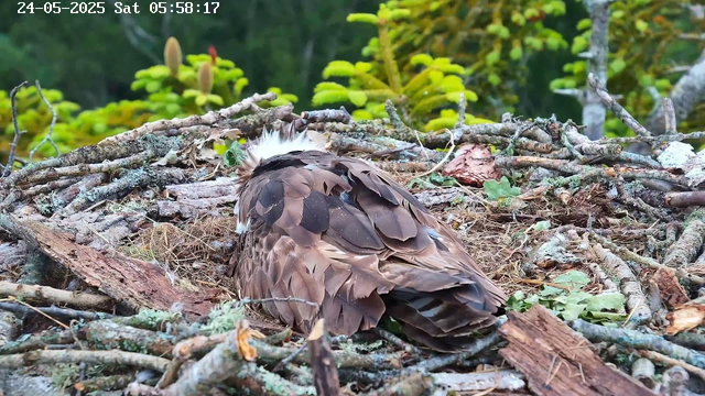 A bird with brown and white feathers is resting in a nest made of twigs, leaves, and moss. The bird’s head is turned away, showing mostly its back and ruffled feathers around its neck. The nest is situated high in a forest, surrounded by greenery and trees in the background. The image includes a timestamp at the top left corner.