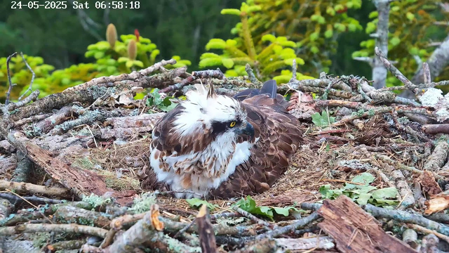 A bird of prey, likely an osprey, is resting in a nest made of sticks and branches. The nest is situated among greenery, with yellow-green plants and trees in the background. The bird has brown and white feathers, with distinctive yellow eyes. The time and date are displayed in the top left corner of the image.