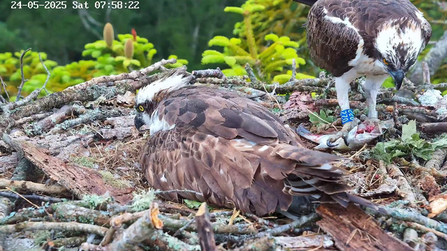 Two osprey birds are in a nest made of sticks and leaves. One bird is lying down with its head turned to the side, showing white and brown feathers and a yellow eye. The other bird is standing nearby, holding a fish in its talons, with a blue identification band on its leg. The background shows green foliage, and the image includes a timestamp in the upper left corner indicating the date and time.