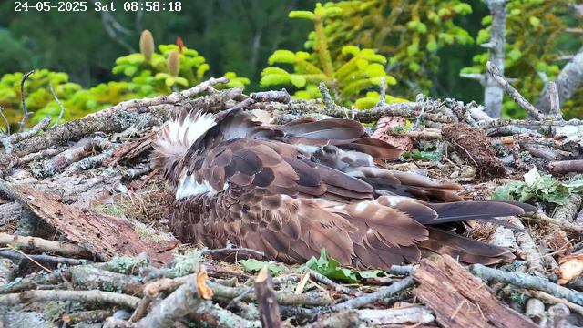 A bird of prey, likely an eagle, is sitting in a nest made of twigs, leaves, and bark. The bird's feathers are brown with lighter and darker shades, and its head is turned to the side, showing a white patch on the back of its neck. The nest is situated among green plants and trees in a forested area. The image includes a timestamp in the top left corner that reads "24-05-2025 Sat 08:58:18."