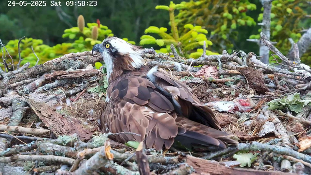 A young osprey is sitting in its nest made of sticks and twigs, surrounded by green foliage. The bird has a white head with dark markings around its yellow eyes, a dark hooked beak, and brown feathers covering its body. The background shows vibrant green leaves and some small plants. The timestamp at the top left corner indicates the date and time as May 24, 2025, at 9:58 AM.