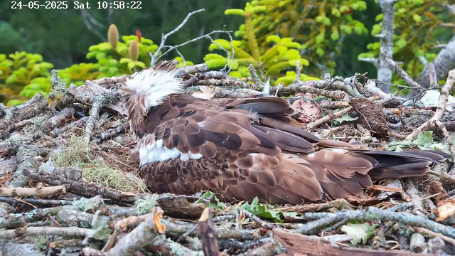 A close-up view of a bird of prey, likely an osprey, resting in its nest made of twigs and moss, with lush green foliage in the background. The bird has brown and white feathers and is lying on its side with its head turned away.