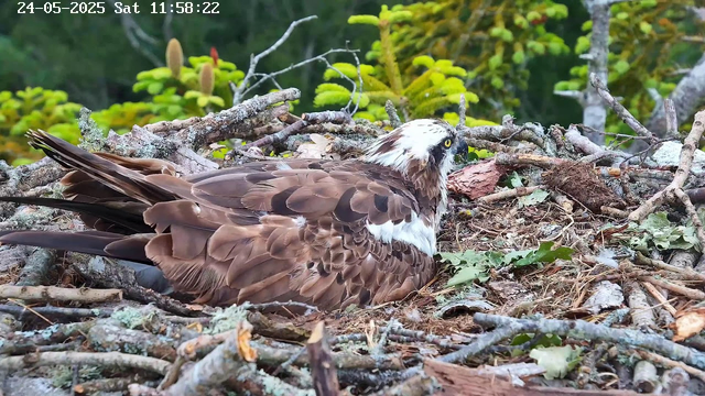 An osprey bird is sitting on its nest made of sticks and twigs, with greenery and trees in the background. The bird has brown feathers, a white head with dark eye markings, and striking yellow eyes. The time and date are displayed at the top left corner of the image.