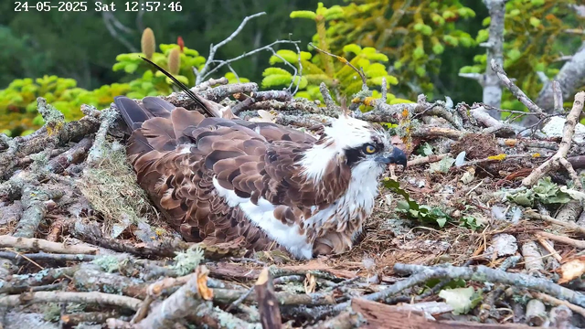 A close-up of an osprey sitting on its nest made of twigs, moss, and leaves. The bird has brown and white feathers, with a distinctive white head and dark eye stripe, and bright yellow eyes. The background shows blurred green foliage. The timestamp in the top left corner reads "24-05-2025 Sat 12:57:46."
