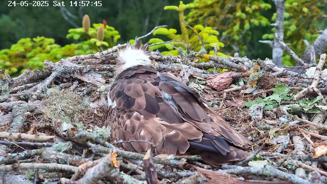 A bird with brown and white feathers is sitting in a nest made of twigs and moss on a tree branch. The bird appears to have a crest of fluffy white feathers on its head. In the background, there is green foliage, and the image includes a timestamp at the top left corner reading "24-05-2025 Sat 14:57:45".