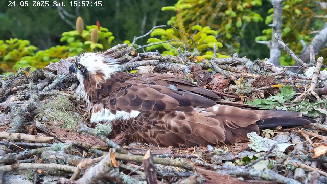 A young osprey rests on its nest made of sticks and moss, surrounded by green foliage in the background. The bird has brown and white feathers with a distinctive white head and dark eye stripe. The scene appears to be captured during daylight hours.
