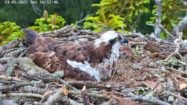 An osprey is sitting on a nest made of sticks, moss, and leaves, surrounded by green foliage. The bird has brown and white feathers, piercing yellow eyes, and a sharp black beak. The background features lush green plants and branches. The timestamp at the top indicates the date and time as May 24, 2025, at 16:57:46.