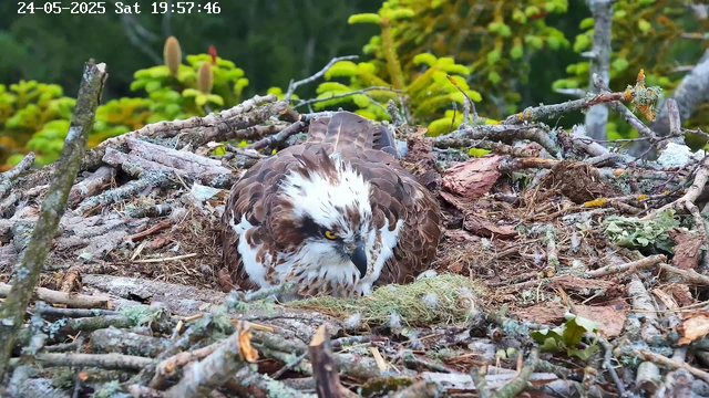 A bird of prey, likely an osprey, is lying in a nest made of sticks, leaves, and moss. The bird has brown and white feathers with a distinctive white head and yellow eyes, and it appears to be resting or incubating something in the nest. The background shows green foliage, indicating a forested area. The timestamp in the upper left corner reads "24-05-2025 Sat 19:57:46."