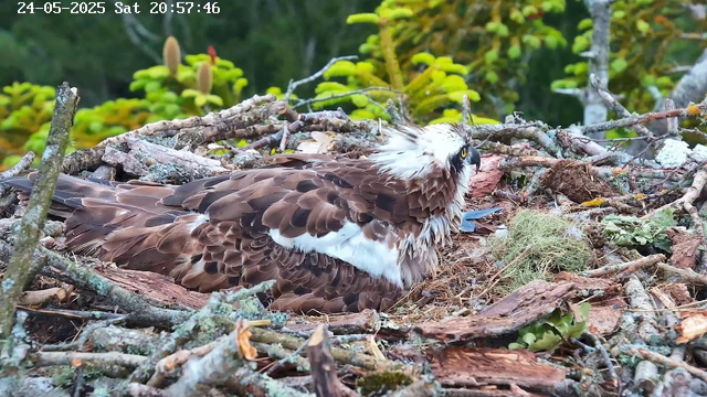 A bird of prey, likely an osprey, is sitting in its nest made of sticks and moss. The nest is situated among tree branches and greenery, with a background of green plants and trees. The bird is looking to the right, with its head partially turned, showing a sharp beak and piercing eyes. The image has a timestamp in the top left corner that reads "24-05-2025 Sat 20:57:46."