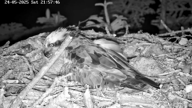 A close-up view of an osprey sitting on its nest made of twigs and branches. The image is in black and white, capturing the bird's detailed feathers and focused expression. The background is dark, with some out-of-focus foliage or branches. The timestamp in the top left corner indicates the date and time as 24-05-2025 Saturday at 21:57:46.