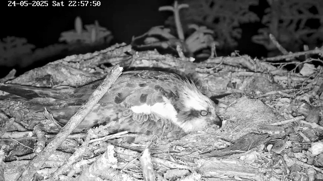 A bird of prey, likely an osprey, lies on a nest made of sticks and twigs, resting with its head turned to the side. The nest is situated among natural branches and debris. The image is in black and white, with a timestamp in the upper left corner showing the date as May 24, 2025, and the time as 22:57:50.