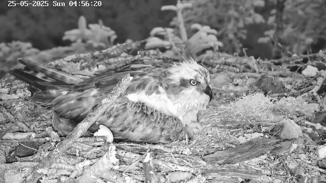 A bird of prey, likely a hawk or eagle, is resting on a nest made of sticks and twigs on the ground. The bird has a large, curved beak, sharp eyes, and detailed feathers. Surrounding the nest are various natural elements like small branches, leaves, and moss. The image appears to be in black and white, and there is a timestamp at the top left corner indicating the date and time.