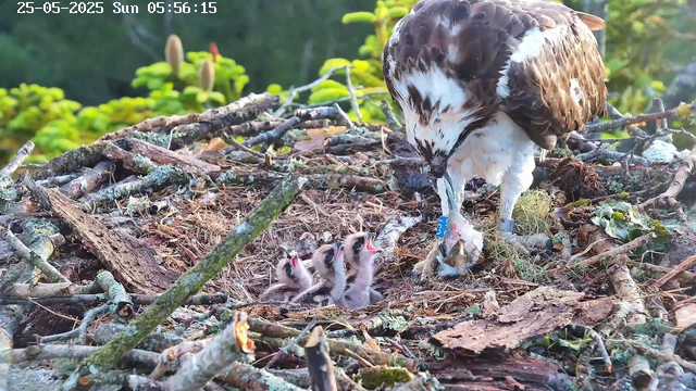 A bird of prey, likely an osprey, stands on a nest made of sticks and twigs, feeding three newly hatched chicks. The chicks have fluffy feathers and are opening their beaks towards the parent. The scene is set outdoors with lush green foliage in the background, and the image shows a timestamp of "25-05-2025 Sun 05:56:15" at the top left corner.