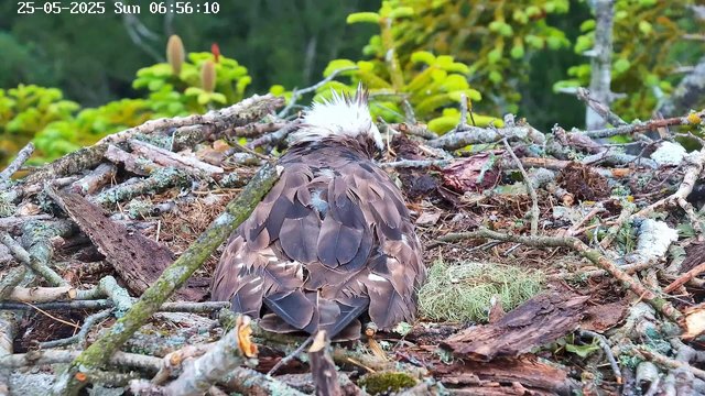 A bird with brown and white feathers is sitting in a nest made of twigs, moss, and leaves. The bird appears to be preening or resting with its back to the camera, and its head is turned to the side. The background shows green foliage and trees, with some yellowish leaves. A timestamp in the upper left corner indicates the date and time as 25-05-2025, Sunday, 6:56 AM.