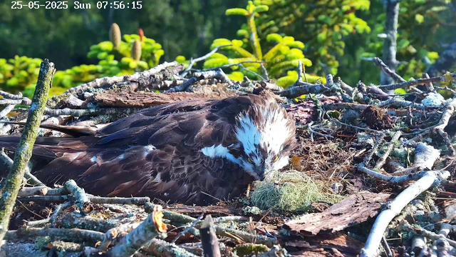 A young bird of prey, likely an osprey, is lying in its nest surrounded by sticks and moss. The bird has dark brown feathers on its body and a white head with dark streaks. It appears to be resting or incubating something. The background shows green foliage and trees, with sunlight illuminating the scene. The date and time displayed on the image are "25-05-2025 Sun 07:56:15".