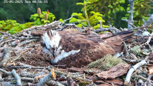 A young bird, likely an osprey, with a distinctive white head with brown streaks and brown body, is resting in a nest made of twigs, moss, and bark. The nest is situated among branches and green foliage in the background, under natural daylight. The bird appears to be preening or resting with its head tucked close to its body. The timestamp on the image reads "25-05-2025 Sun 08:56:15".