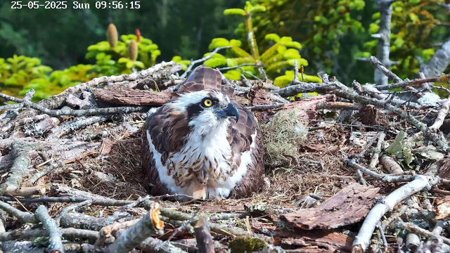 A young osprey is sitting in its nest made of twigs, bark, and moss, surrounded by green foliage. The osprey has brown and white feathers, piercing yellow eyes, and a sharp black beak. It appears to be resting or observing its surroundings. In the top left corner, there is a timestamp and date, reading "25-05-2025 Sun 09:56:15."