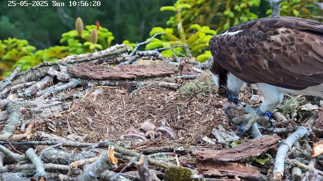 A mother osprey is tending to her three fuzzy chicks in their nest, which is built of sticks and situated among green foliage. The mother osprey is leaning forward, appears to be feeding or inspecting her chicks, and has a blue band on her right leg. The image is timestamped May 25, 2025, at 10:56 AM.