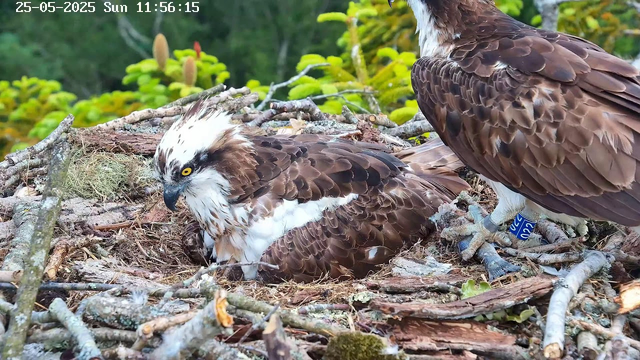 Two ospreys are perched on a nest made of twigs, moss, and other natural materials. One osprey is sitting on the nest with a distinctive white crest, yellow eyes, and brown and white plumage, while the other stands nearby with a band on its leg. The background is filled with green foliage. The image is timestamped with the date "25-05-2025" and the time "11:56:15" at the top.