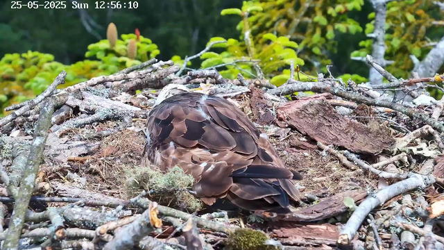A bird with brown and beige feathers is sitting in a nest made of small twigs, moss, and bark. The nest is on a tree branch with green leaves and small plants in the background. The top left corner shows a timestamp with the date "25-05-2025" and the time "12:56:10".