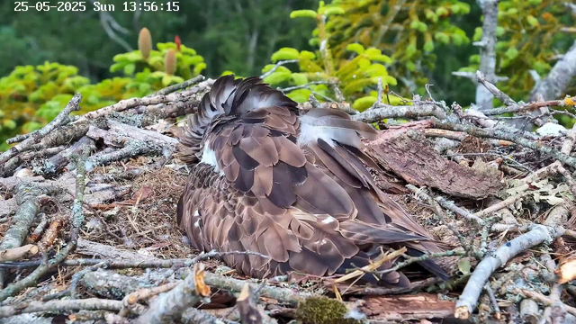 A close-up of a bird, likely an eagle or hawk, resting in its nest made of twigs and branches. The bird's feathers are brown with intricate patterns, and it appears to be sleeping or resting with its head tucked into its body. In the background, there is greenery with leaves and some moss visible among the branches. The top left corner displays a date and time: 25-05-2025 Sun 13:56:15.