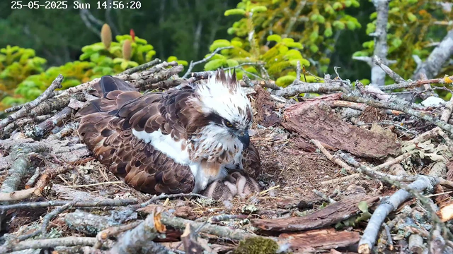 An osprey is lying in its nest made of sticks and twigs on a tree branch. The bird has brown and white feathering, with a distinctive white head streaked with brown. The bird appears to be protecting or tending to a small chick nestled beneath it. Green foliage and tree branches are visible in the background. The image includes a timestamp in the top left corner showing the date as 25-05-2025 and the time as 14:56:20.