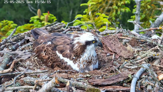A young osprey is sitting in its nest made of sticks and twigs, with a background of green foliage. The bird has brown and white feathers, bright yellow eyes, and a sharp black beak.
