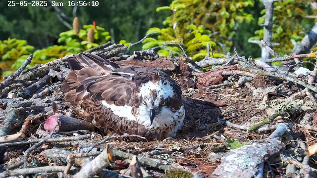 A juvenile osprey is resting on a nest made of sticks and moss, surrounded by green foliage. The bird has brown and white feathers with a distinctive white face and yellow eyes, and it appears to be looking directly at the camera. The background features trees with lush green leaves. The timestamp in the top left corner reads "25-05-2025 Sun 16:56:10."