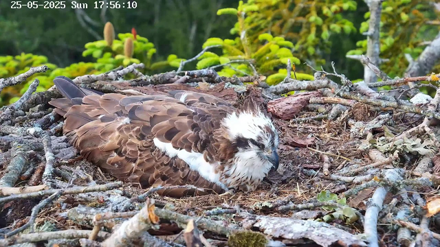 A young bird of prey, possibly an osprey, is resting in its nest made of twigs and sticks. The bird has brown and white feathers with a distinctive dark eye stripe. The background features lush green foliage and tree branches. The top left corner displays the date and time: "25-05-2025 Sun 17:56:10".