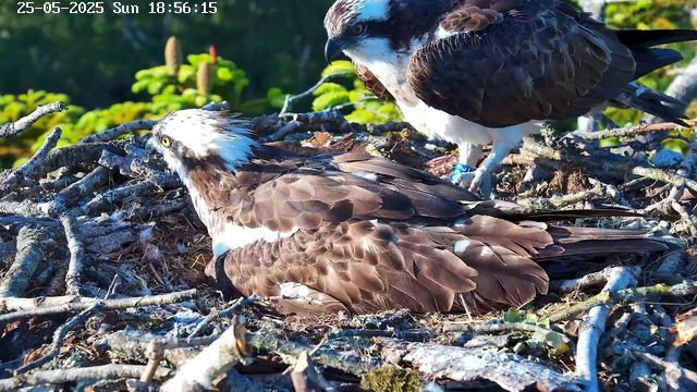 Two ospreys are perched on a large nest made of Twigs and branches. One osprey is lying on the nest with its head turned to the side, showing striking yellow eyes and a white head with dark brown markings. The other osprey is standing nearby, slightly above, with a similar coloration and a blue band on its leg. The nest is situated in a natural outdoor setting with green foliage in the background, and the timestamp on the image indicates it was taken on May 25, 2025, at 6:56 PM.