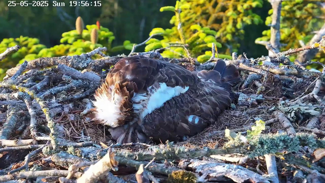 A nest made of sticks and moss is situated in a forested area, with a bird of prey (likely an eagle) lying in the nest with its head tucked under its wing. The background shows green foliage and trees bathed in warm sunlight. The timestamp on the image reads "25-05-2025 Sun 19:56:15".