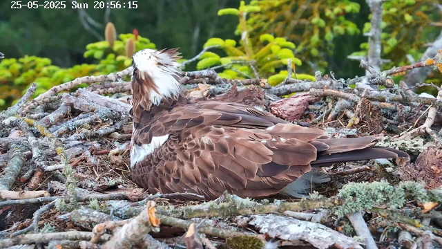 A bird with a white head and brown body is sitting on a nest made of twigs and branches. The bird appears to be in the process of preening or resting, with its head turned to the side. The background shows green foliage and a dark forested area. The timestamp on the image reads "25-05-2025 Sun 20:56:15".
