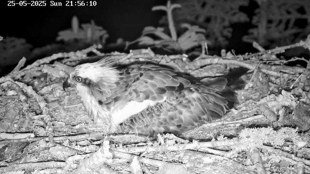 A close-up view of an osprey sitting on its nest, made of twigs and branches, at night. The bird has a sharp beak, dark eyes, and distinctive white and dark feather patterns on its head and body. The image is in black and white, and the environment appears natural with some foliage in the background. The timestamp at the top left indicates the date as May 25, 2025, and the time as 21:56:10.