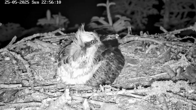 A bird with a distinctive crest and patterned feathers is sitting on a nest made of twigs and moss in a natural outdoor setting. The image appears to be in black and white, captured at night, with a timestamp showing 25-05-2025 Sunday 22:56:10.