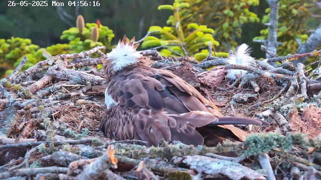 A bird with white, fluffy feathers on its head and dark brown and light brown feathers on its body sits on its nest made of twigs and branches. The nest is situated among green foliage, and the scene appears to be outdoors in a natural environment. The time and date are displayed in the top left corner of the image.