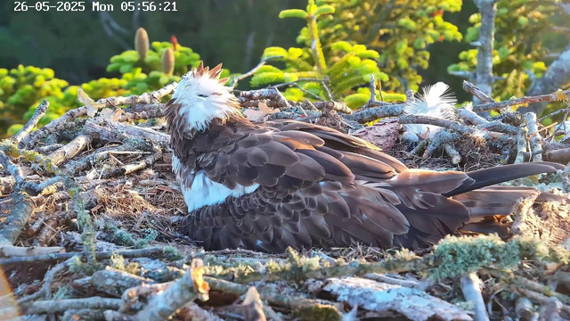 A close-up of an osprey sitting in a nest made of sticks and moss. The bird has a white head with a crest of spiky feathers, a dark eye, and brown and white feathers covering its body. The background shows bright green foliage bathed in sunlight. The date and time are displayed at the top left corner of the image.