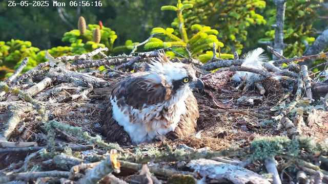 A bird of prey, likely an osprey, is sitting in its nest made of twigs and branches. The bird has brown and white feathers, with a distinctive white head and yellow eyes. The nest is situated among greenery, with trees and lush foliage in the background. The image is timestamped "26-05-2025 Mon 06:56:16" in the top left corner.