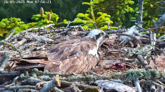A bird of prey, likely an osprey, is lying on its side in a nest made of sticks and twigs. The bird has brown and white feathers, with a distinctive white crest on its head and bright yellow eyes. Nearby, there is a small patch of blood and what appears to be prey remains. In the background, green foliage and plants are visible. The timestamp shows the date as May 26, 2025, at 07:56 AM.