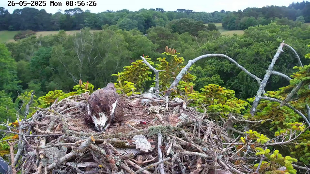 A juvenile bird, likely an osprey, is resting in a large nest made of sticks and branches on top of a tall tree. The bird is bending forward with its head down, appear to be sleeping or resting. Surrounding the nest is lush green foliage with a dense forest in the background. The sky is overcast, and there is a timestamp at the top indicating the date and time as May 26, 2025, 8:56 AM.