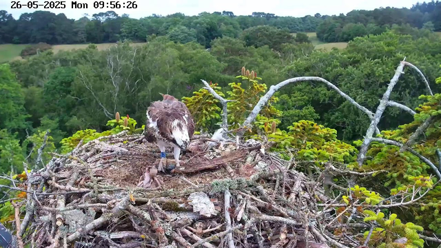 A young osprey chick lies in a large nest made of twigs and branches, with an adult osprey standing over it. The nest is situated high in a tree, surrounded by dense green foliage. The background features a lush forest with a mix of trees and rolling hills under a cloudy sky. The image is timestamped "26-05-2025 Mon 09:56:26" in the upper left corner.