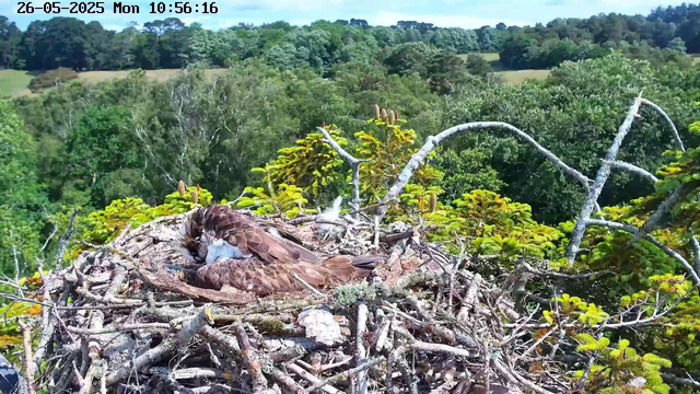 A raptor, likely an osprey, is resting on its nest made of twigs and branches, situated high in a tree. The nest is surrounded by lush green foliage, with various trees visible in the background. The scene is captured during daylight, with a clear sky above. The timestamp on the image indicates the date as May 26, 2025, and the time as 10:56 AM.