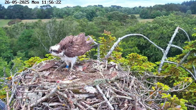 A hawk is perched on a large nest made of twigs and branches high in a tree, overlooking a lush green forest in the background. The hawk has brown and white feathers, with a distinctive white face and yellow eyes. The image is timestamped "26-05-2025 Mon 11:56:22" at the top.