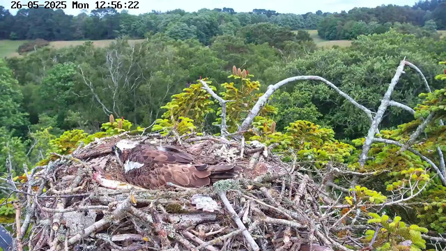 A young hawk is resting in its nest made of sticks, high up among green trees. The background shows a lush, expansive forest with various shades of green, and a partly cloudy sky. The timestamp on the image reads 26-05-2025, Monday, 12:56:22.